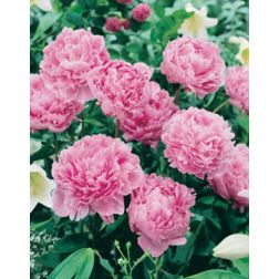 Peonia,Bazsarózsa