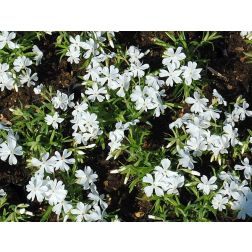 Lángvirág