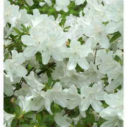 AZALEA JAPONICA DOROTHY HAYDEN  CLT. 7  Japán azálea