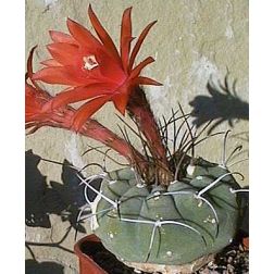 Matucana