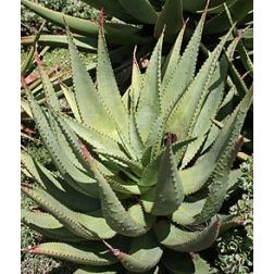 Aloe