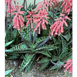 Tigris aloe