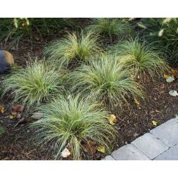 Carex
