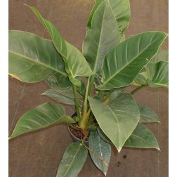 Filodendron