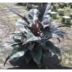 Filodendron