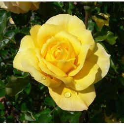 Parkrózsák