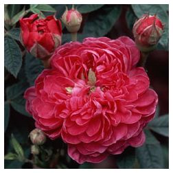 Burgundy Rose