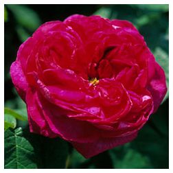 Duc de Guiche