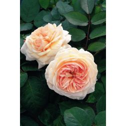 A Shropshire Lad