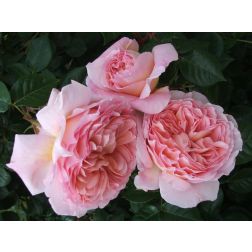 Abraham Darby
