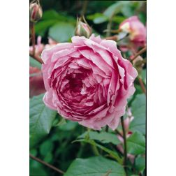 Alan Titchmarsh