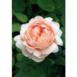 Ambridge Rose