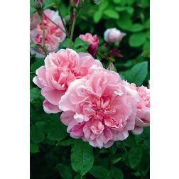 Cottage Rose