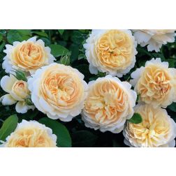 Crocus Rose