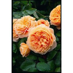 Crown Princess Margareta