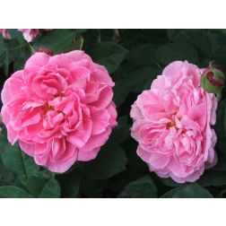 Gertrude Jekyll