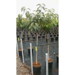 DIOSPYROS KAKI CIOCCOLATINO  CLT. 10 MINI STANDARD  Datolyaszilva