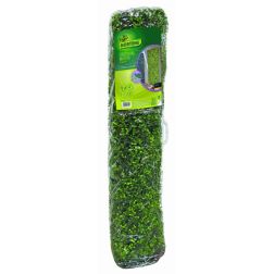 Nortene VERTICAL BUXUS z&ouml;ldfal buxus levelekkel