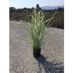 MISCANTHUS SIN. VARIEGATUS (VITTATUS) CLT. 10 japánfű