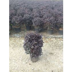 LOROPETALUM CHINENSE FEDE CLT. 10 CONE kínai rojtosvirág