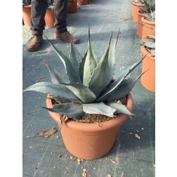 AGAVE HAVARDIANA  LV 12  Agávé