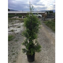 CUPRESSOCYPARIS LEYLANDII GOLD RIDER CLT. 12 125/150 leyland ciprus