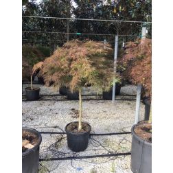 ACER PALMATUM ATROPURPUREUM LCI 10 BONSAI japán juhar