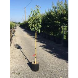 PYRUS PYRIFOLIA NIJISSEIKI  CLT. 10 HALF STANDARD  Körte