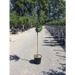PYRUS COMMUNIS WILLIAMS ROSSO  CLT. 10 HALF STANDARD  Körte