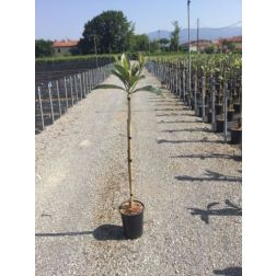 ERIOBOTRYA JAPONICA  CLT. 18 HALF STANDARD  Japán naspolya