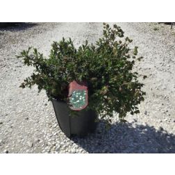CISTUS IN VARIETA'  CLT. 10  Szuhar