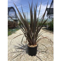 PHORMIUM TENAX PINK PANTHER CLT. 10 vászonfű
