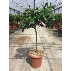 CITRUS VOLKAMERIANA  LV 14 60CM CLEAR STEM  Vörös citrom