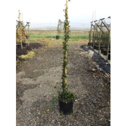 HEDERA HELIX  CLT. 3  Borostyán