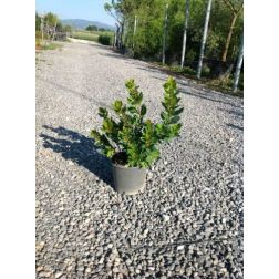 ARBUTUS UNEDO CLT. 3 nyugati szamócafa