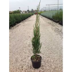CUPRESSUS SEMPERVIRENS PYRAMIDALIS CLT. 5 európai ciprus