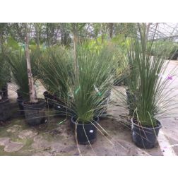 DASYLIRION LONGIFOLIUM  CLT. 20  Üstökliliom