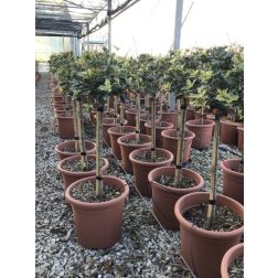 OSMANTHUS HETEROPHYLLUS TRICOLOR  CLT. 7  Illatcserje
