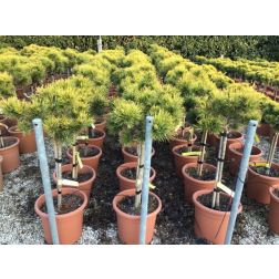 Aranylombú törpefenyő Pinus Mugo "Wintergold" CLT10