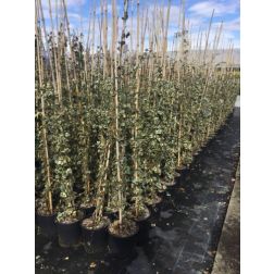 HEDERA HELIX ELEGANTISSIMA  CLT. 3  Borostyán