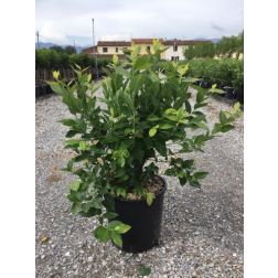 VACCINIUM CORYMBOSUM HARDYBLUE  CLT. 10  Fürtös áfonya