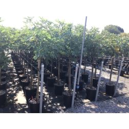 FICUS CARICA ICE CRYSTAL  CLT. 6 HALF STANDARD  Füge