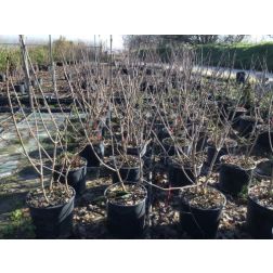 VIBURNUM (FRAGRANS)FARRERI  CLT. 10  Korai bangita
