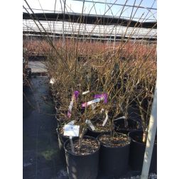 ACER PALMATUM KOTO NO ITO CLT. 15 HALF STANDARD japán juhar