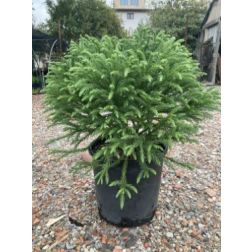 CRYPTOMERIA JAPONICA GLOBOSA NANA  CLT. 5  Japánciprus