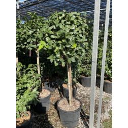 CAMELLIA JAP.IN VARIETA'  CLT. 30 100/125  Japán kamélia