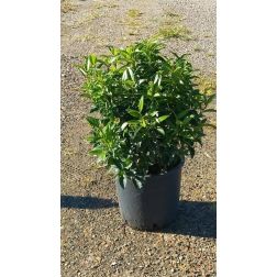 VIBURNUM TINUS SPIRIT (R)  CLT. 3  Örökzöld bangita
