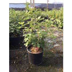 FICUS CARICA BROGIOTTO NERO  CLT. 6 HALF STANDARD  Füge