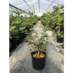 FICUS CARICA DOTTATO  CLT. 6 HALF STANDARD  Füge