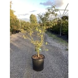ACER PALMATUM BENI SHICHI HENGE CLT. 18 japán juhar